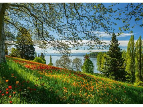 Puzzle 1000 db-os - Tulips flowering - Schmidt 58967